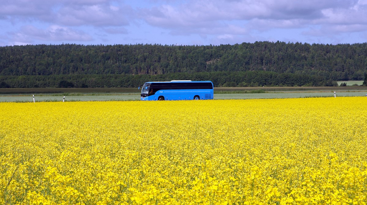 En blå buss kör mellan blommande rapsfält.