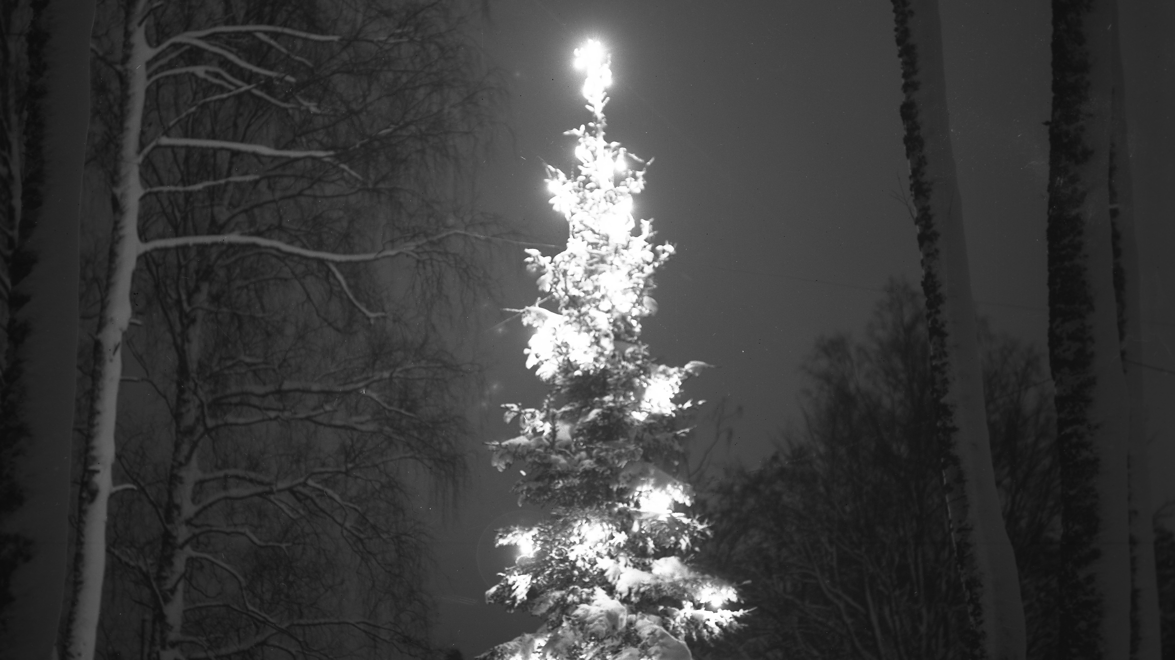 En ståtlig julgran i början av 1920 står i ett skogsbryn, täckt i snö och upplyst av glödlampor.