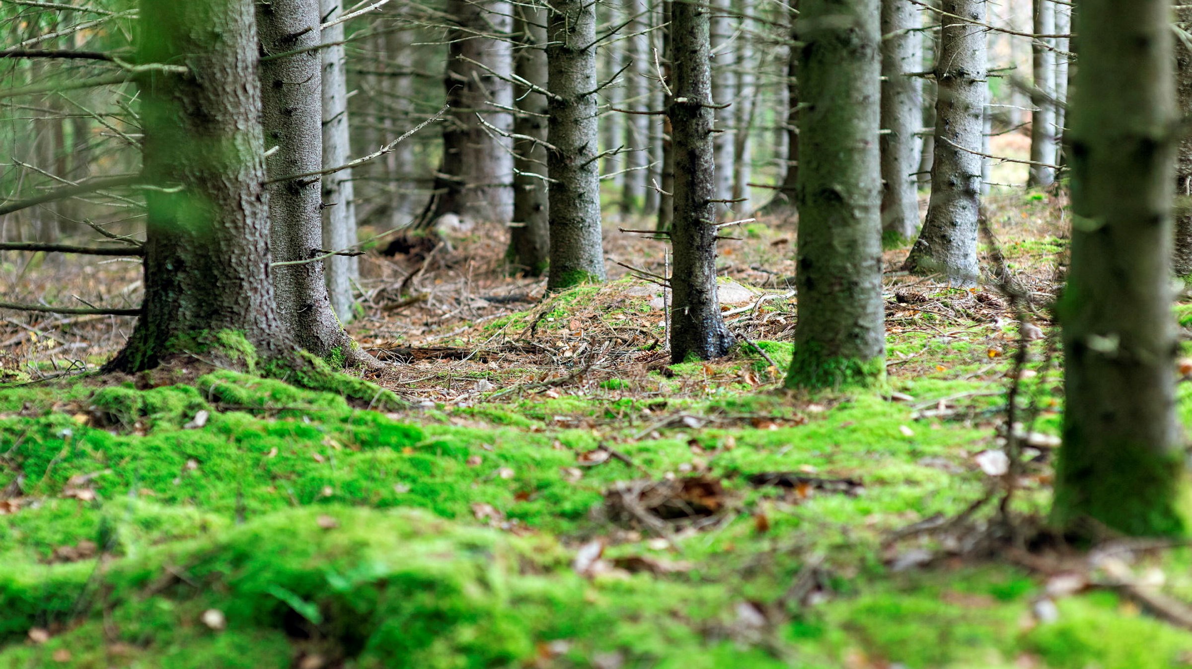 Tallskog med grön mjuk mossa.